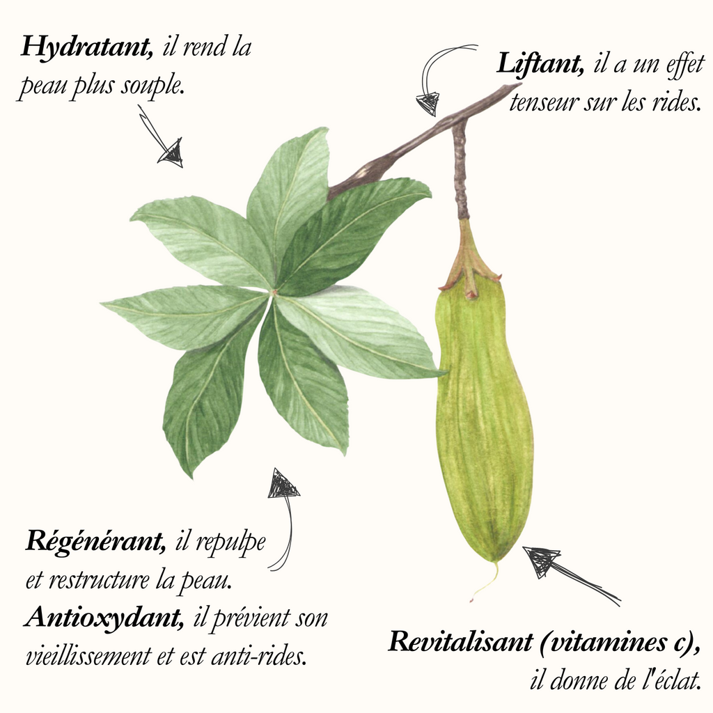 Pulpe de Baobab